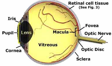 graphic of eyeball structure